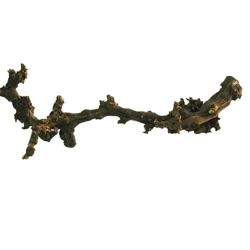 Lucky Reptile Dark Grapevine