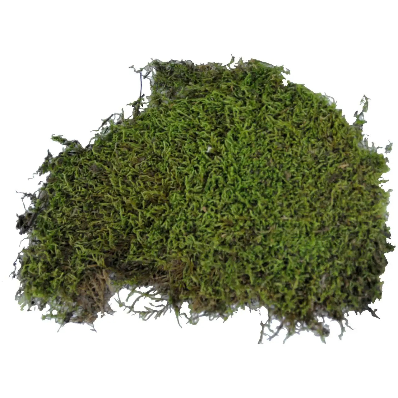 Buy Lucky Reptile Dry Vivarium Moss 150g online
