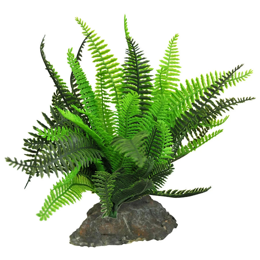 Buy Lucky Reptile Fern (PLP201) Online at £16.39 from Reptile Centre