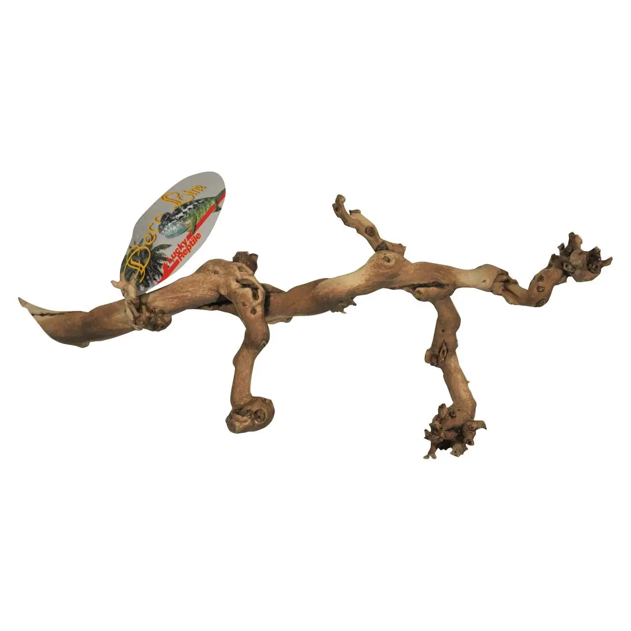 Lucky Reptile blasted Grapevine