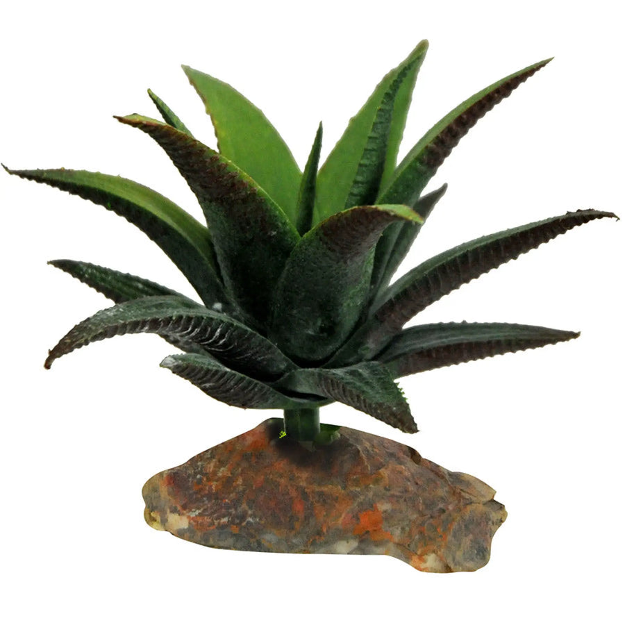 Buy Lucky Reptile Succulent - Small (PLP190) Online at £11.99 from Reptile Centre