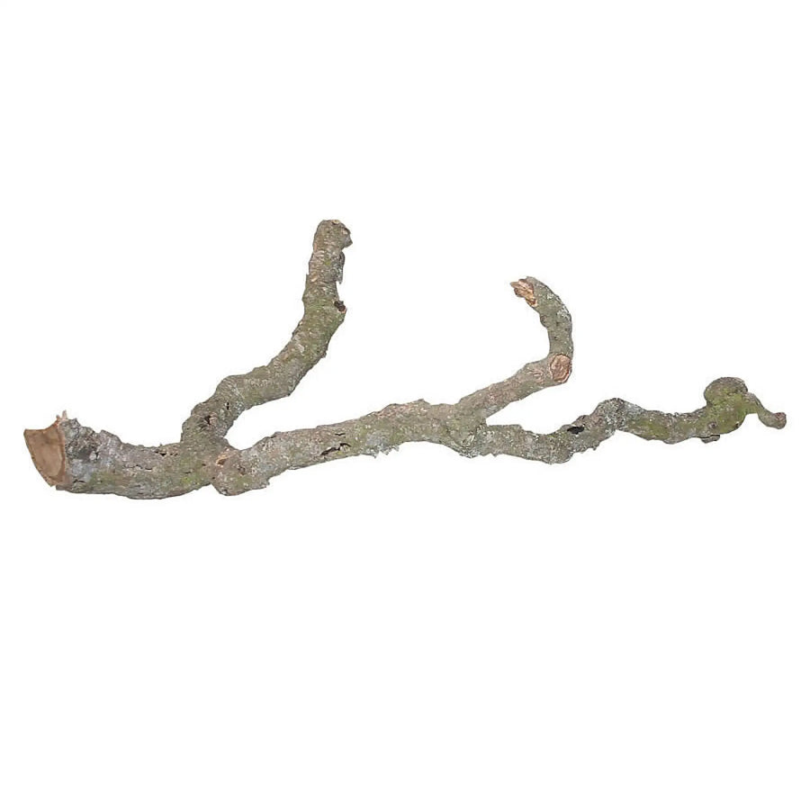 Buy Lucky Reptile Tronchos Branch (DLT050) Online at £12.29 from Reptile Centre