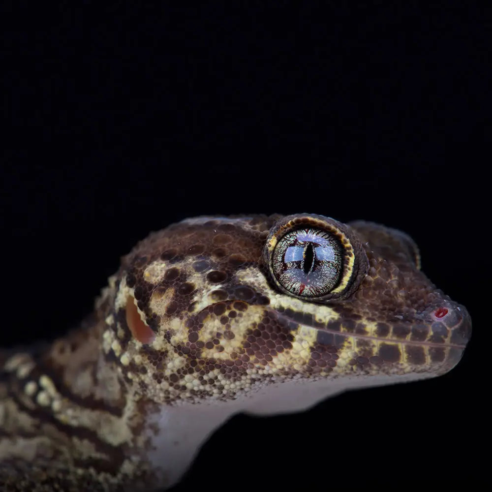 Buy Madagascan Ground Gecko Setup online