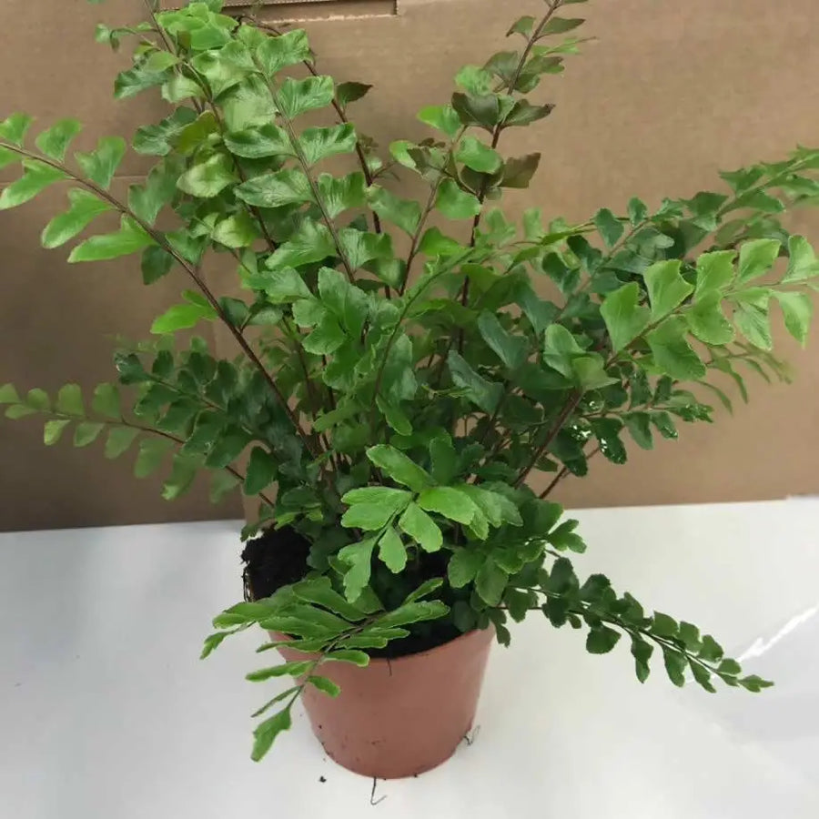 Buy Mahogany Maidenhair Fern (Didymochlaena truncatula) (PPL508L) Online at £8.54 from Reptile Centre