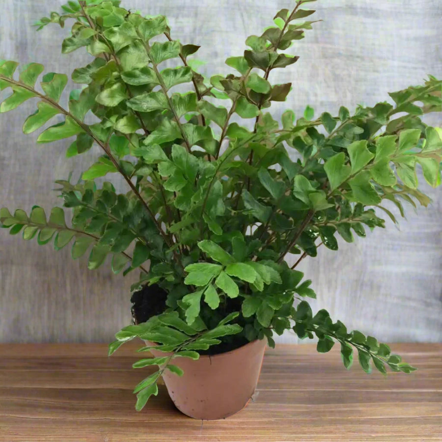 Buy Mahogany Maidenhair Fern (Didymochlaena truncatula) (PPL508L) Online at £8.54 from Reptile Centre