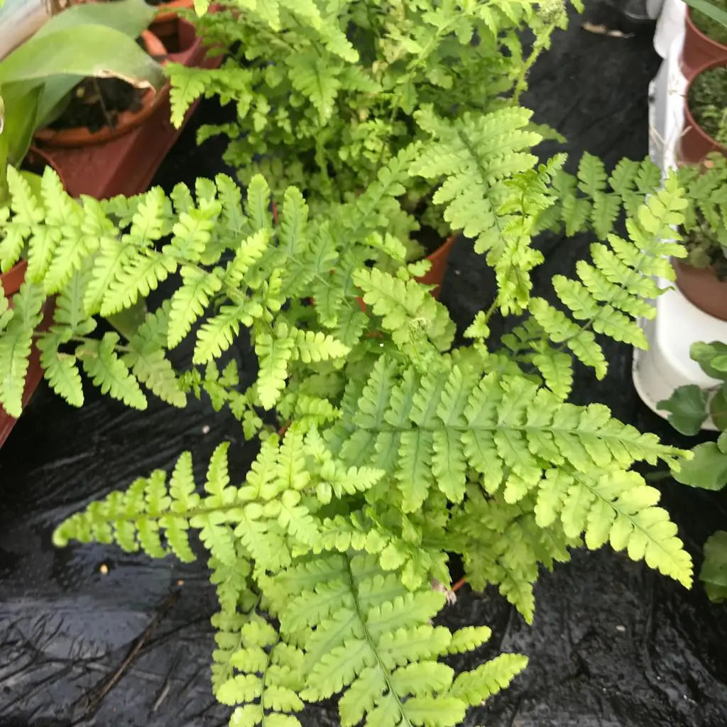 Buy Maidenhair Fern (Adiantum sp.) online