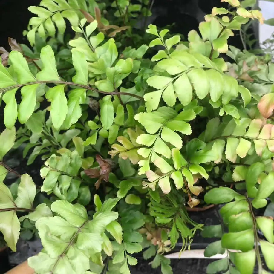 Buy Maidenhair Tree Fern (Didymochlaena truncatula) online