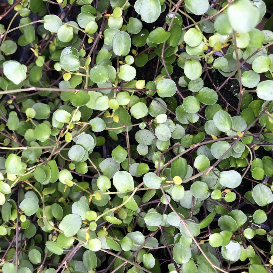 Buy Maidenhair Vine (Muehlenbeckia complexa) (PPL234) Online at £5.69 from Reptile Centre