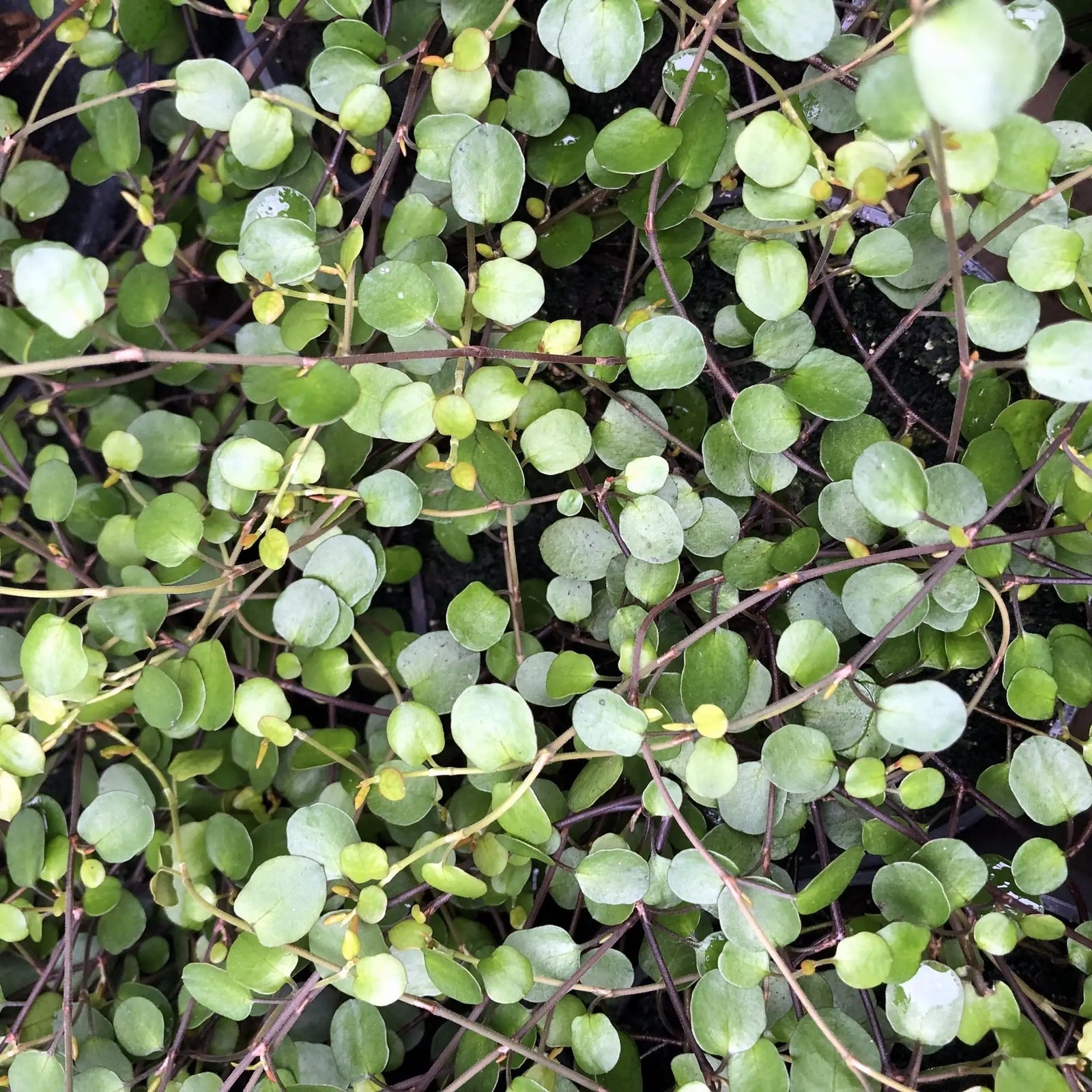 Buy Maidenhair Vine (Muehlenbeckia complexa) online