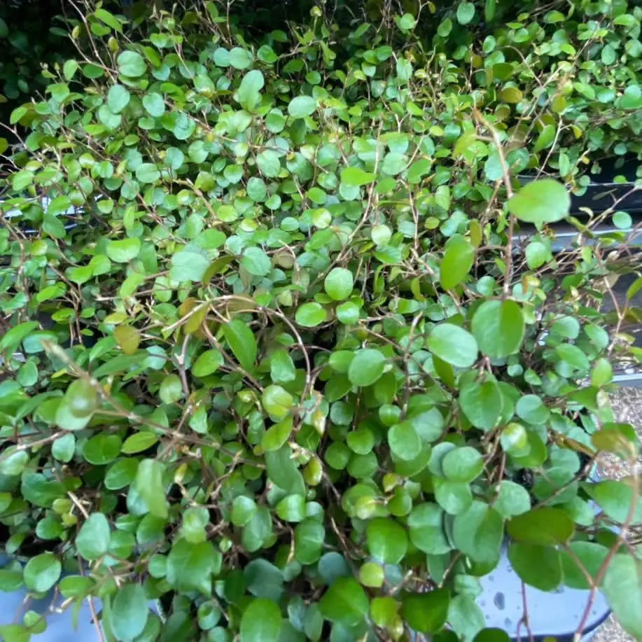 Buy Maidenhair Vine (Muehlenbeckia complexa) online