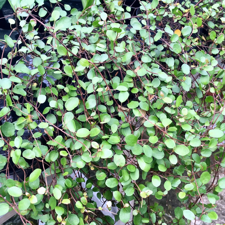 Buy Maidenhair Vine (Muehlenbeckia complexa) (PPL235) Online at £3.79 from Reptile Centre