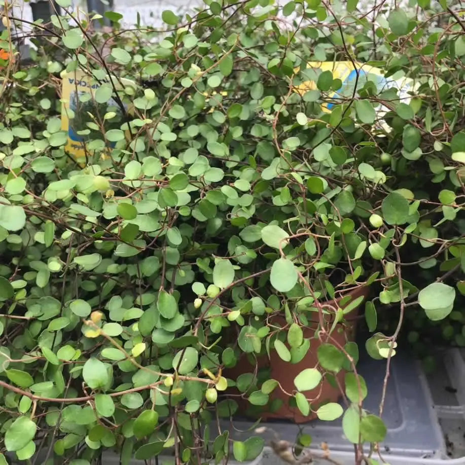 Buy Maidenhair Vine (Muehlenbeckia complexa) (PPL234XL) Online at £9.49 from Reptile Centre