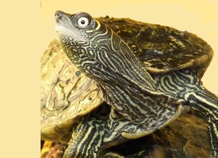Mississippi Map Turtle Setup