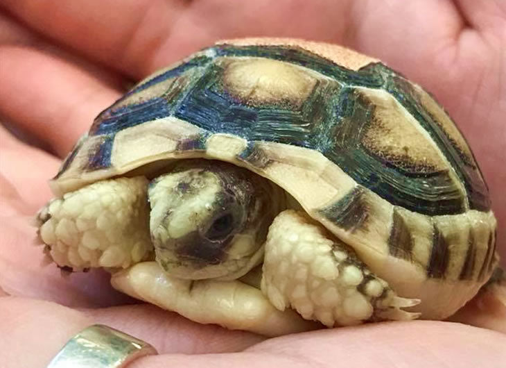 Marginated Tortoise: Pet Care Guide & FAQ | Reptile Centre