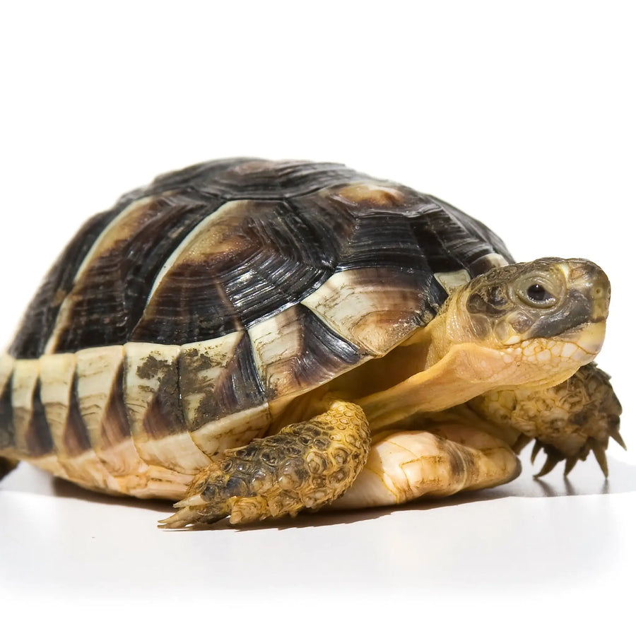 Marginated tortoise on a white background