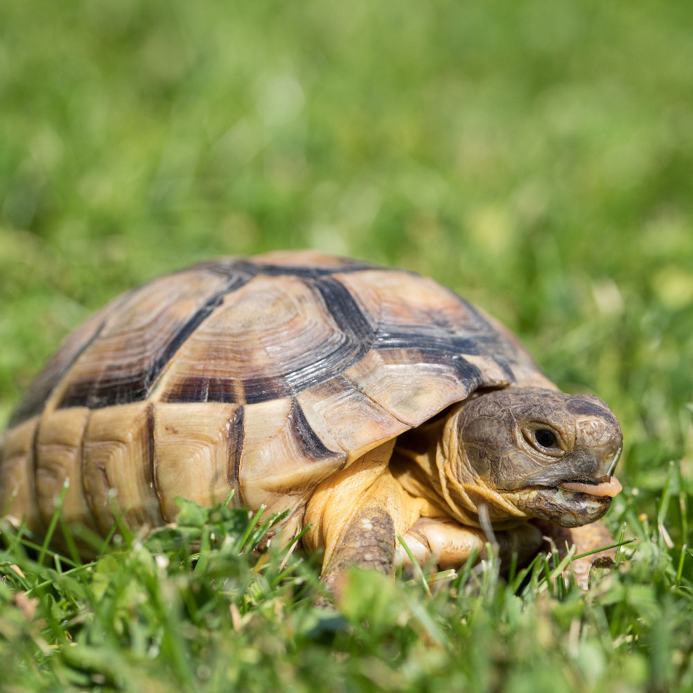 A marginated tortoise with its tongue sticking out, stood in a field of grass.