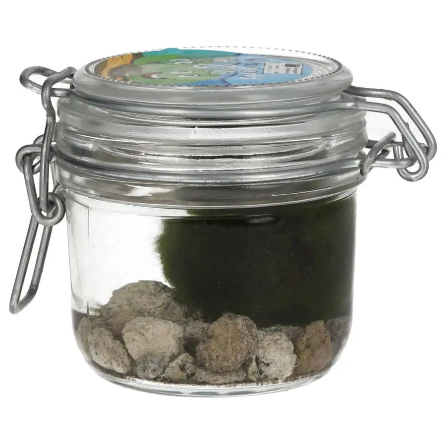 Marimo Moss Ball (Aegagropila linnaei)