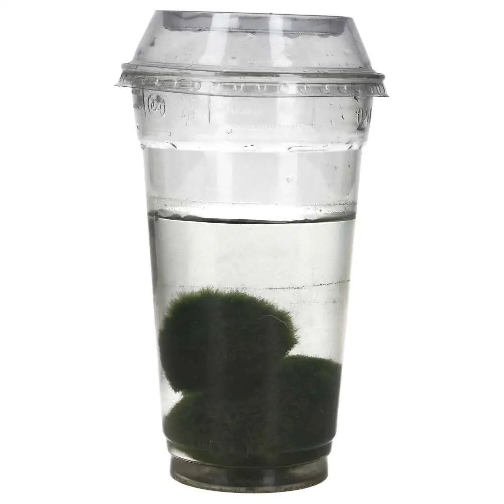 Marimo Moss Ball (Aegagropila linnaei)