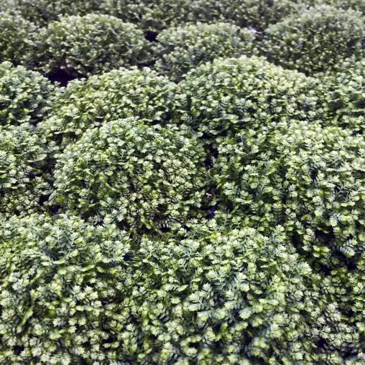 Buy Meadow Spikemoss (Selaginella apoda) online