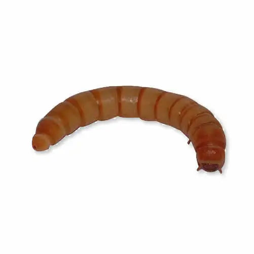 Buy Mealworms online