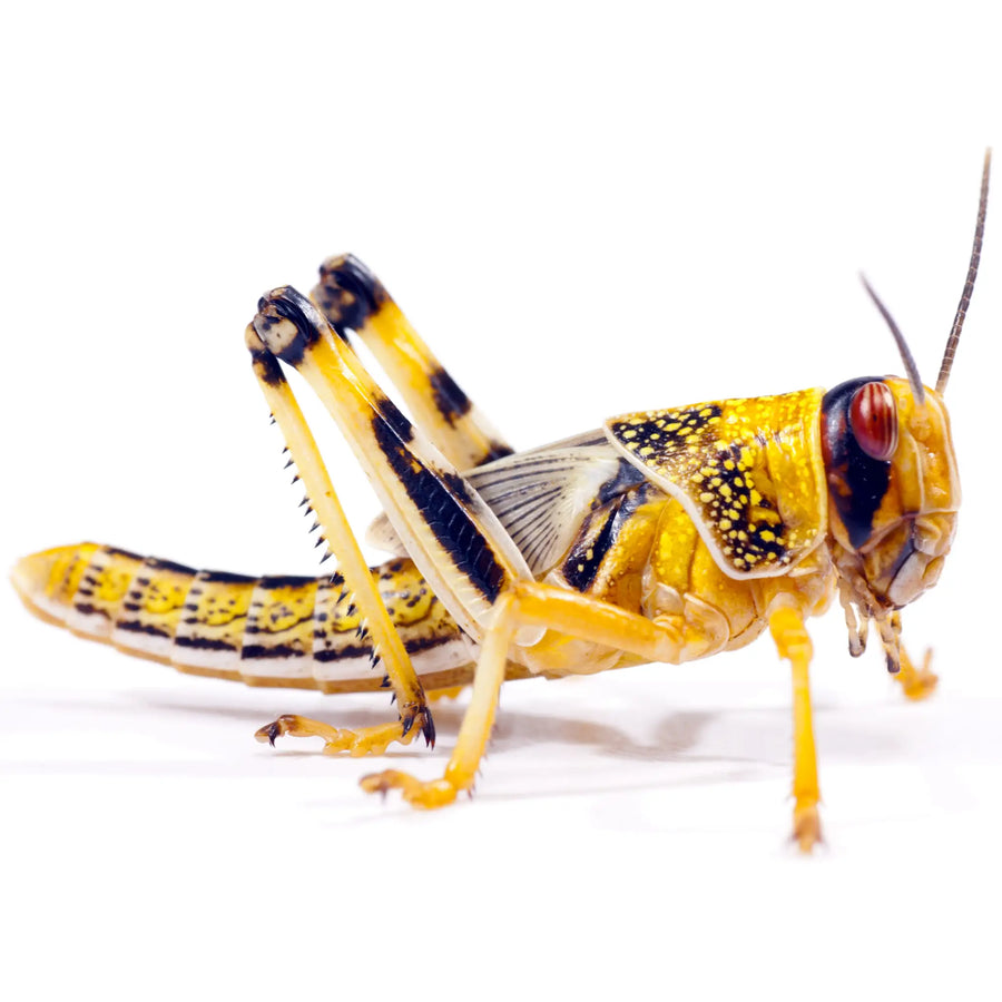 Buy Medium Locusts 12-20mm (A054) Online at £2.39 from Reptile Centre