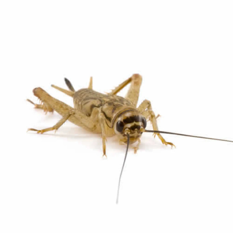 Buy Medium Small Silent Brown Crickets 6-8mm (A524) Online at £2.39 from Reptile Centre