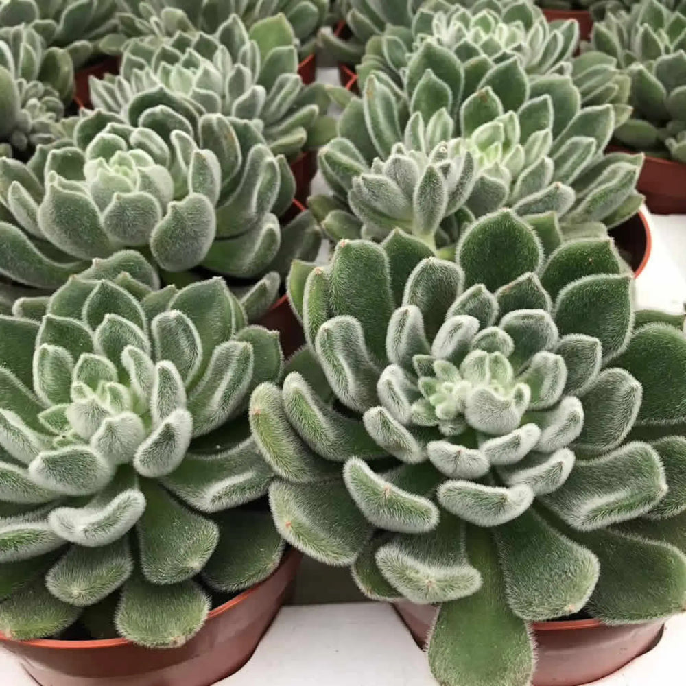 Buy Mexican Fire Cracker (Echeveria setosa) (PPL012L) Online at £9.49 from Reptile Centre