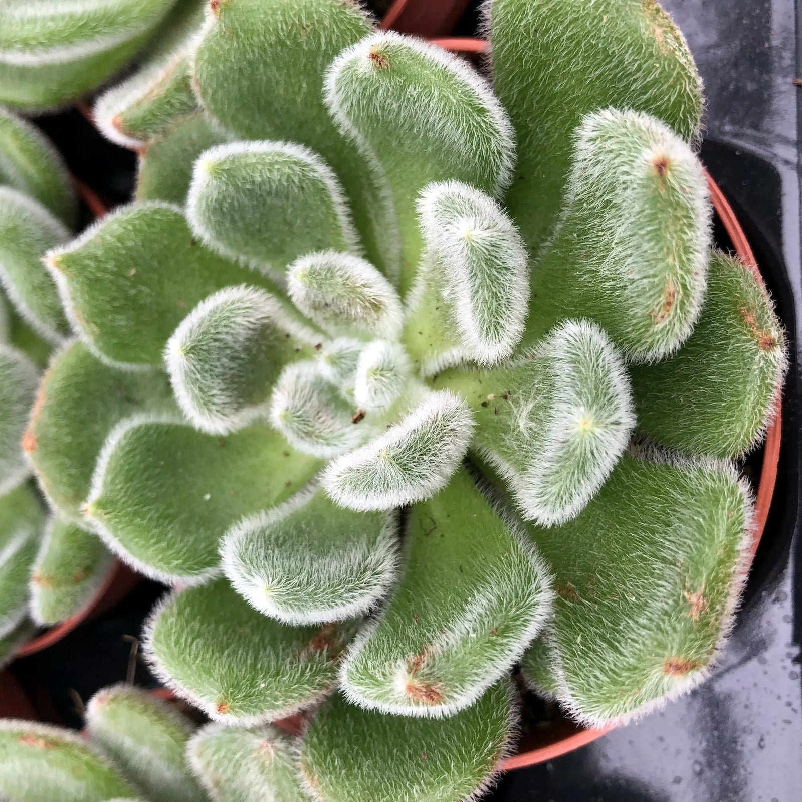 Buy Mexican Fire Cracker (Echeveria setosa) online