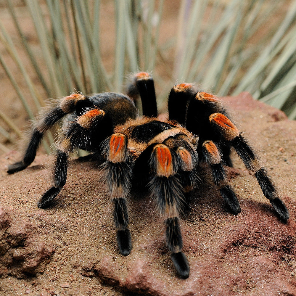 A black and orange Mexican Red Kneed tarantula on a sand dusted red rock.