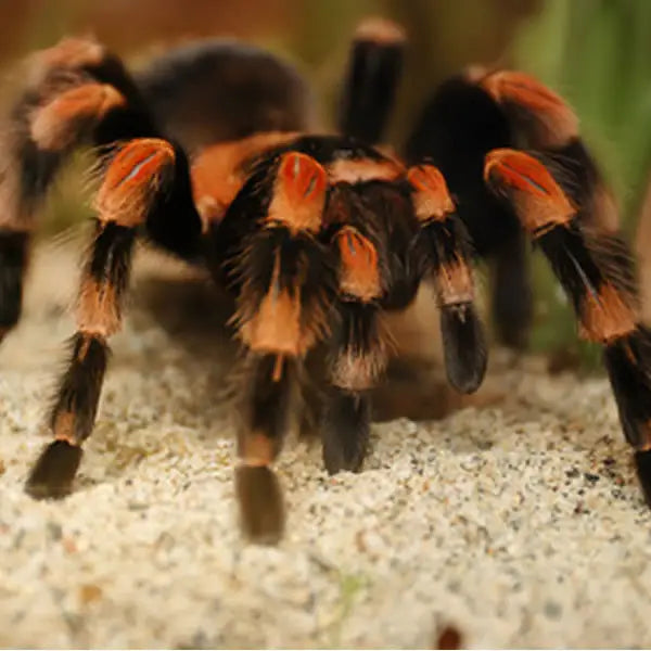 Mexican Red - Kneed Tarantula Setup
