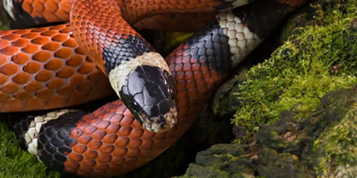 Milk Snake setup 