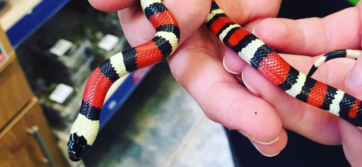 Milk Snake Morphs Milk Snake Care Sheet: Habitat, Feeding & Essential