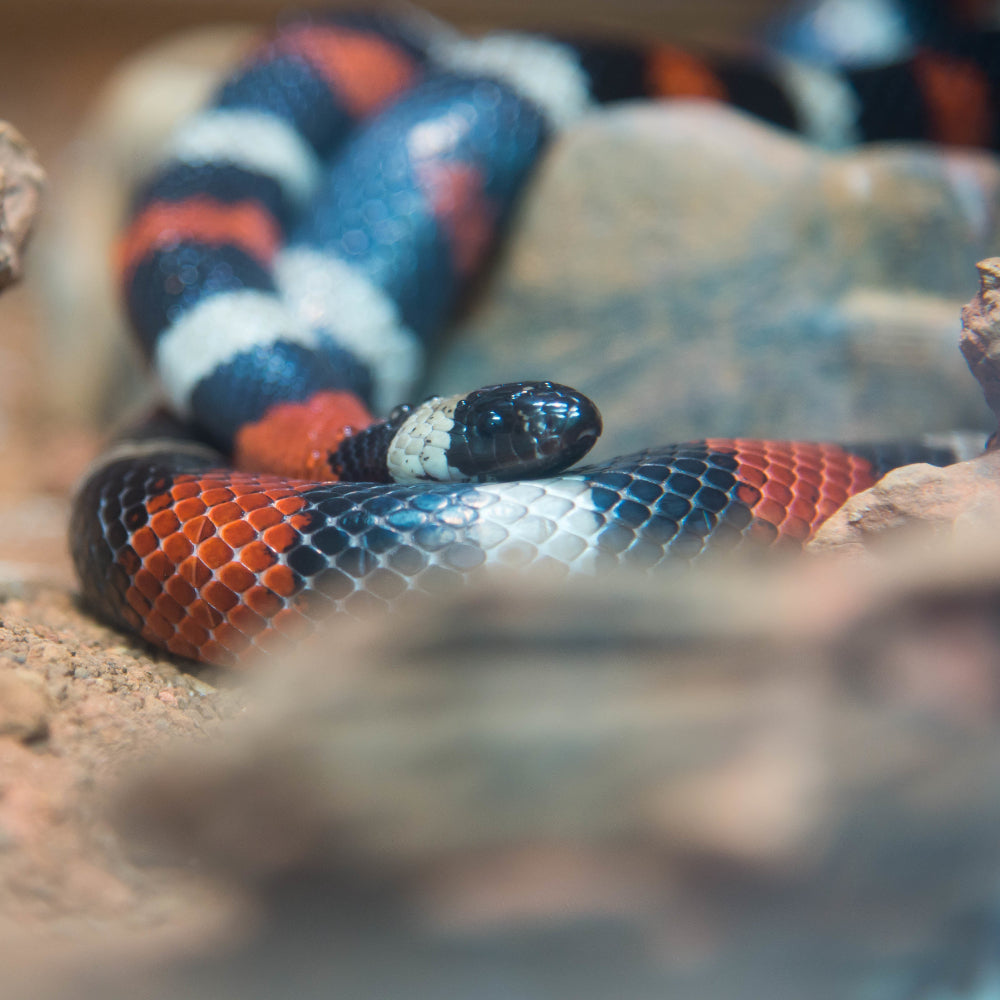A milk snake coiled over a rock on a sandy bedding.