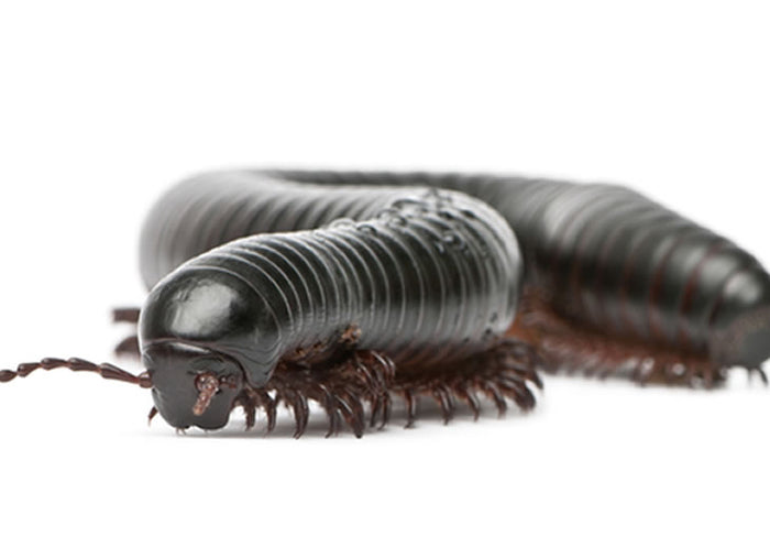 Giant African Millipede Setup