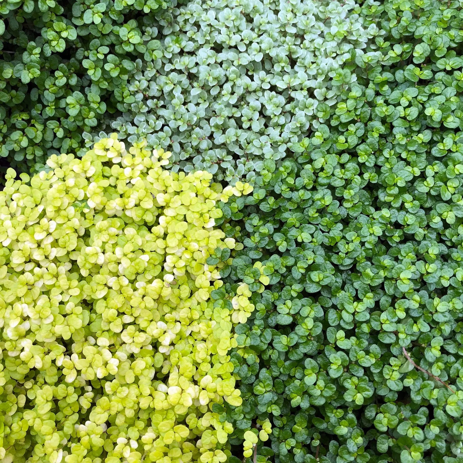 Buy Mind Your Own Business (Soleirolia soleirolii) online