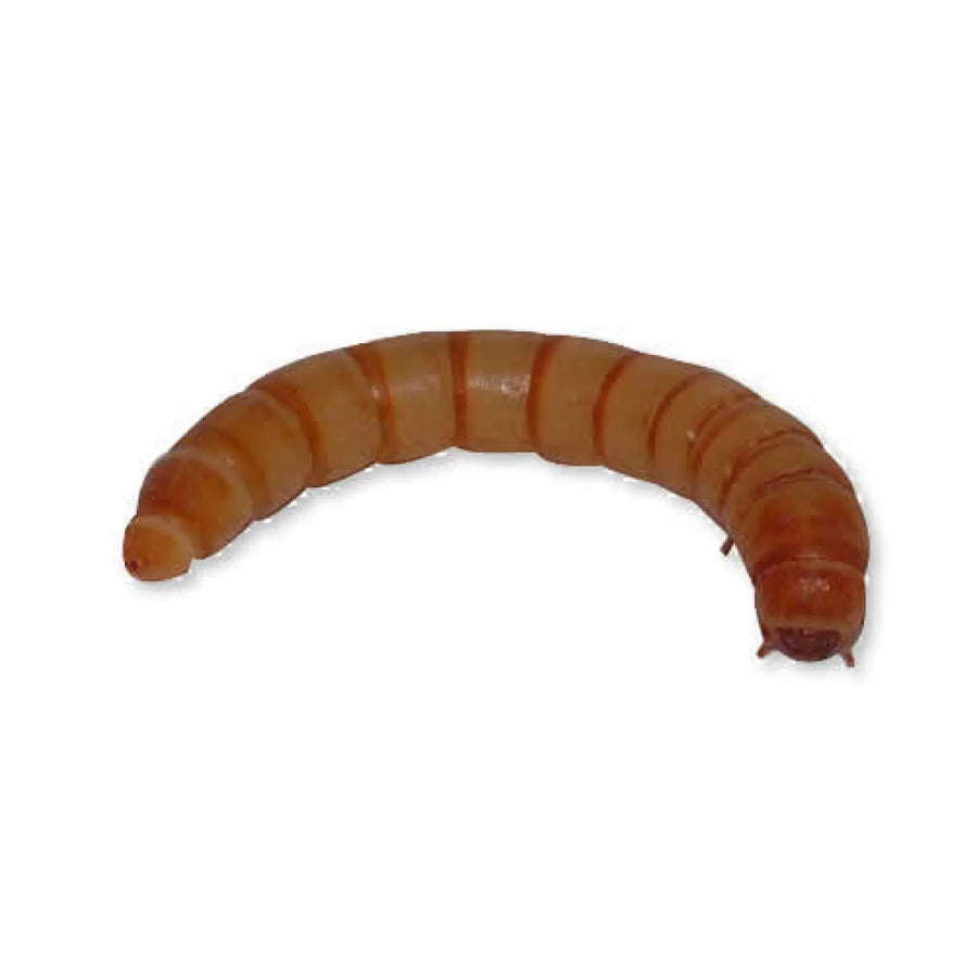 Buy Mini Mealworms (A332) Online at £2.39 from Reptile Centre