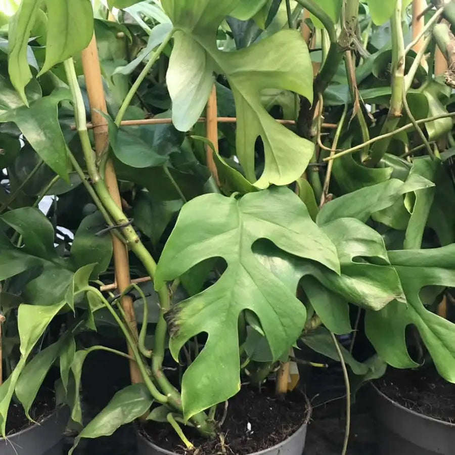 Buy Mini Monstera (Rhaphidophora tetrasperma) (PPL509XL) Online at £18.99 from Reptile Centre