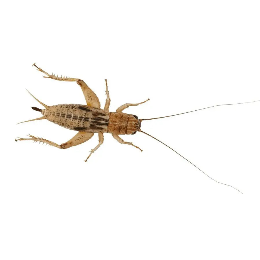 Buy Mini Silent Brown Crickets 3-4mm online