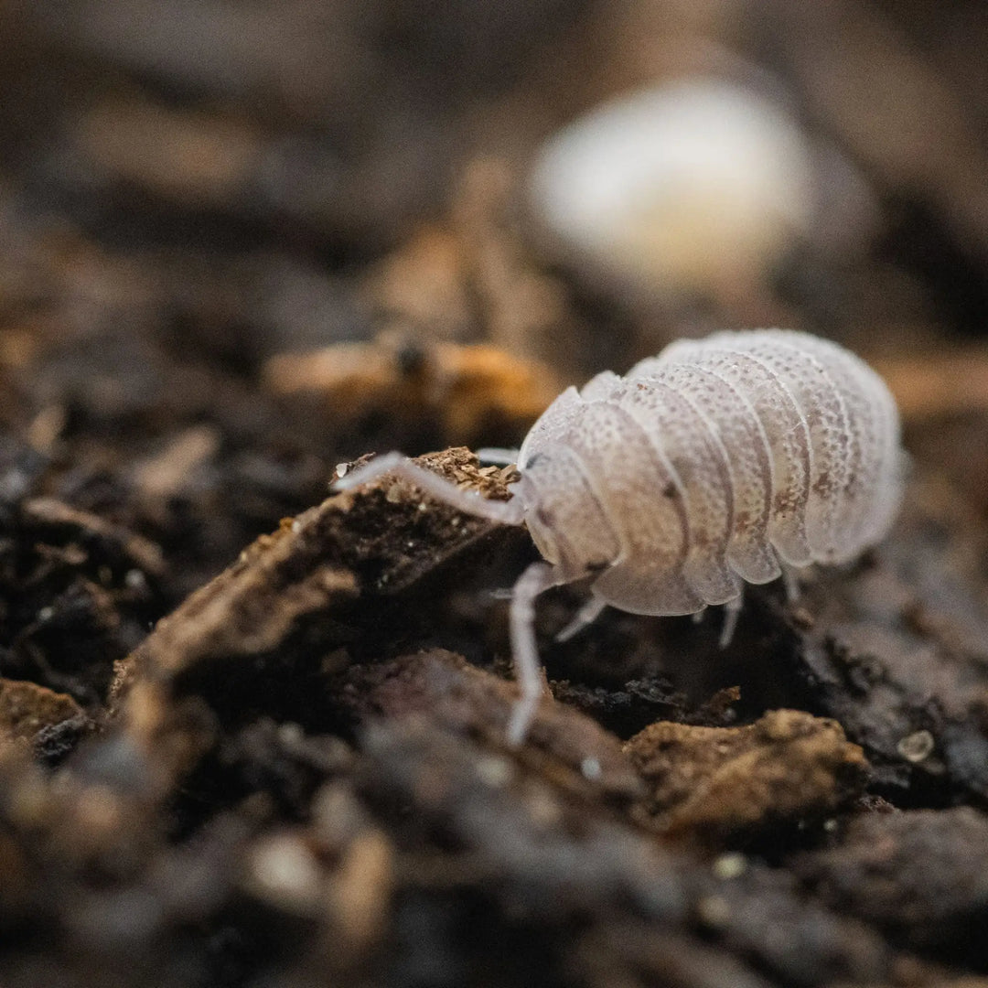 Buy Mini Speckled Woodlice Culture (A376) Online at £3.99 from Reptile Centre