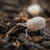 Mini Speckled Woodlice Culture 