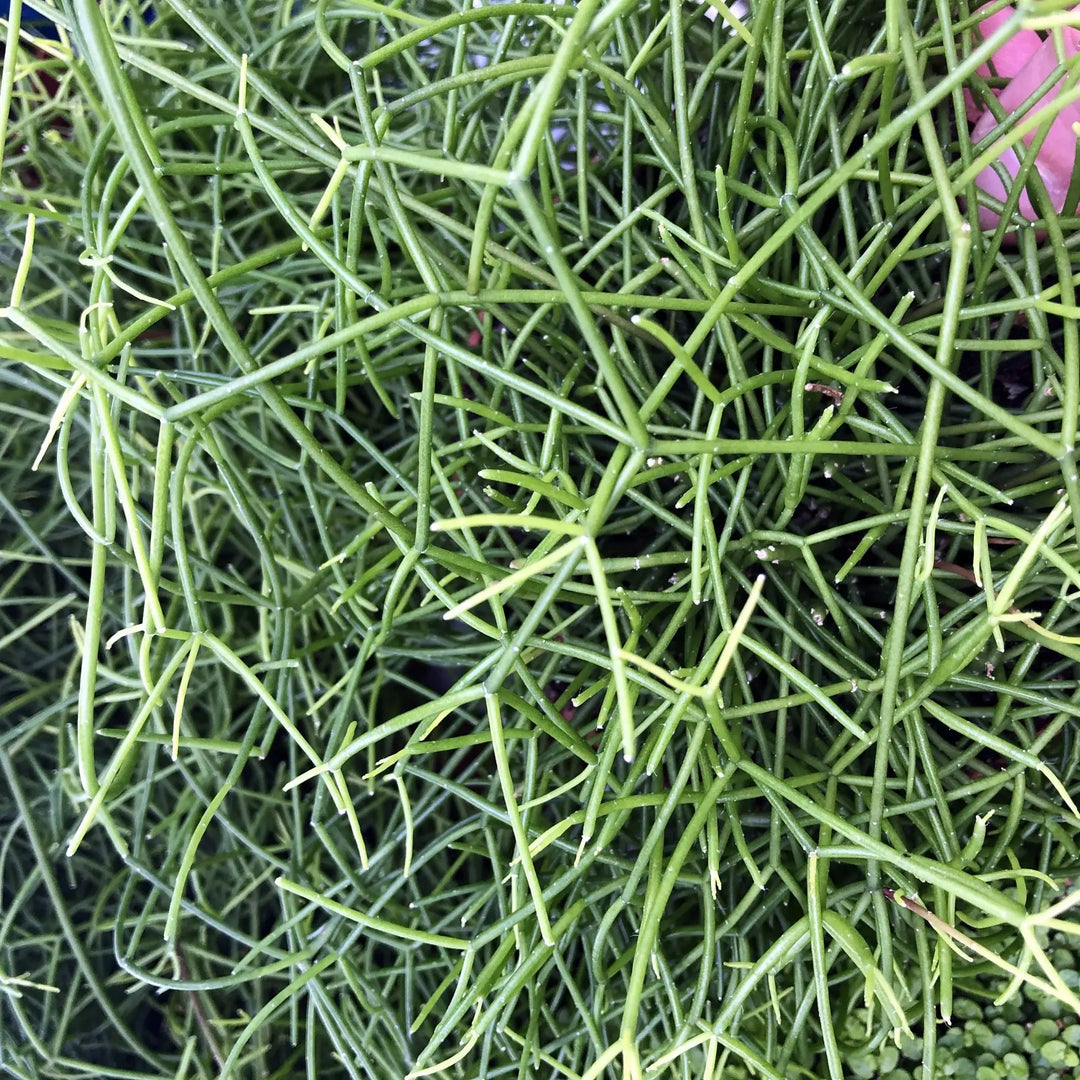 Buy Mistletoe Cactus (Rhipsalis cassuta) online