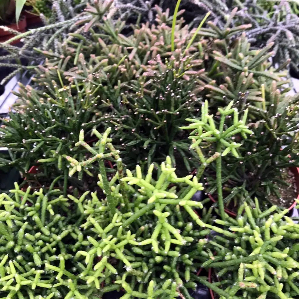 Buy Mistletoe Cactus (Rhipsalis cassuta) online