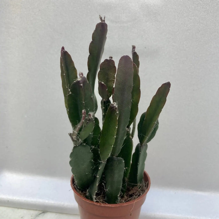 Buy Mistletoe Cactus (Rhipsalis cassuta) online