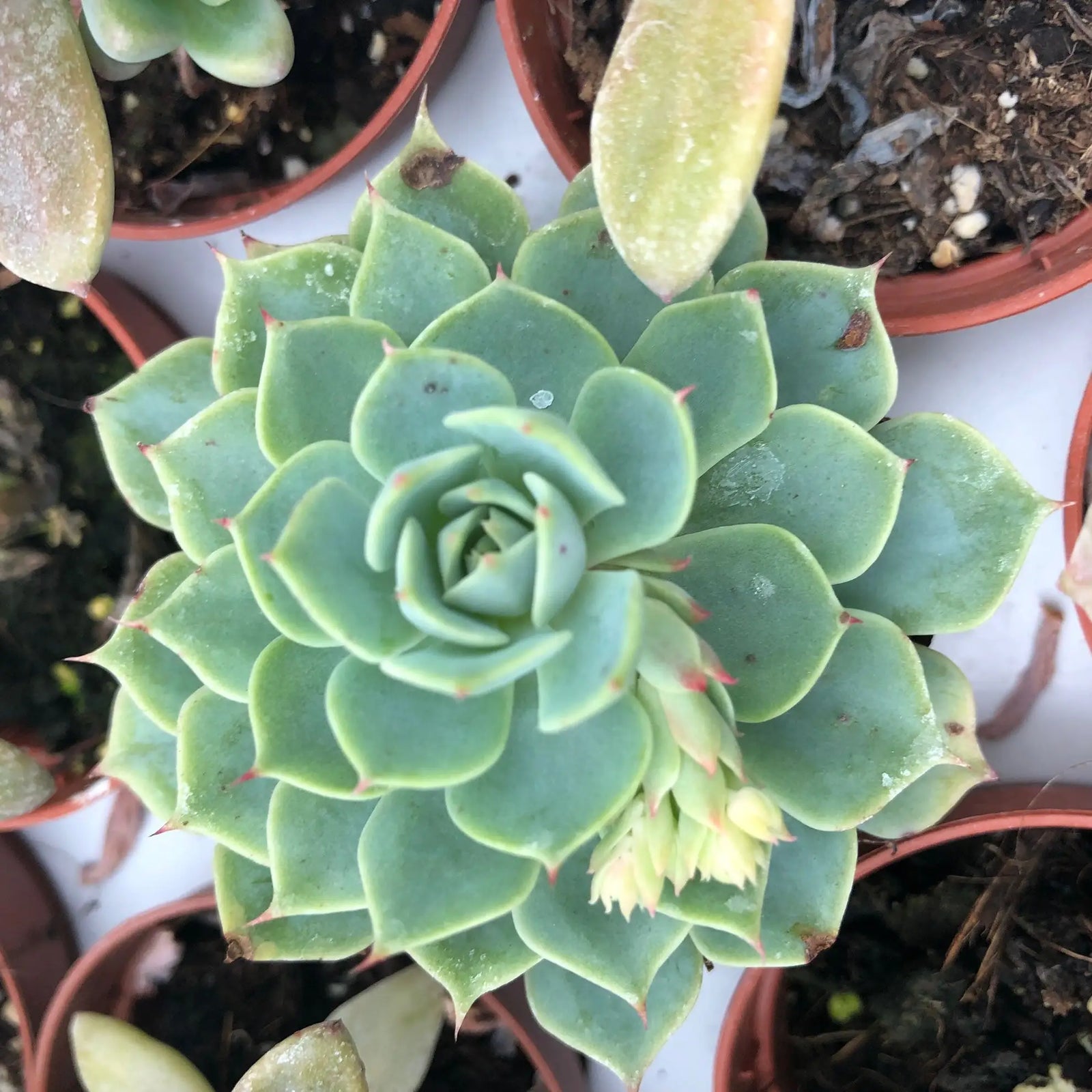 Buy Molded Wax Agave (Echeveria agavoides) online