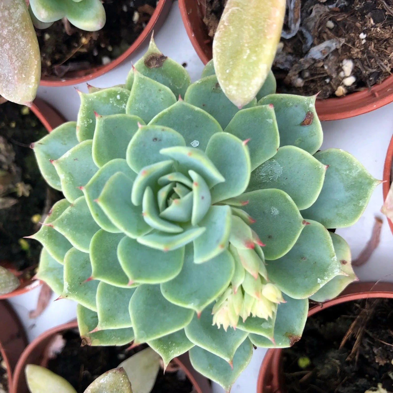 Buy Molded Wax Agave (Echeveria agavoides) online