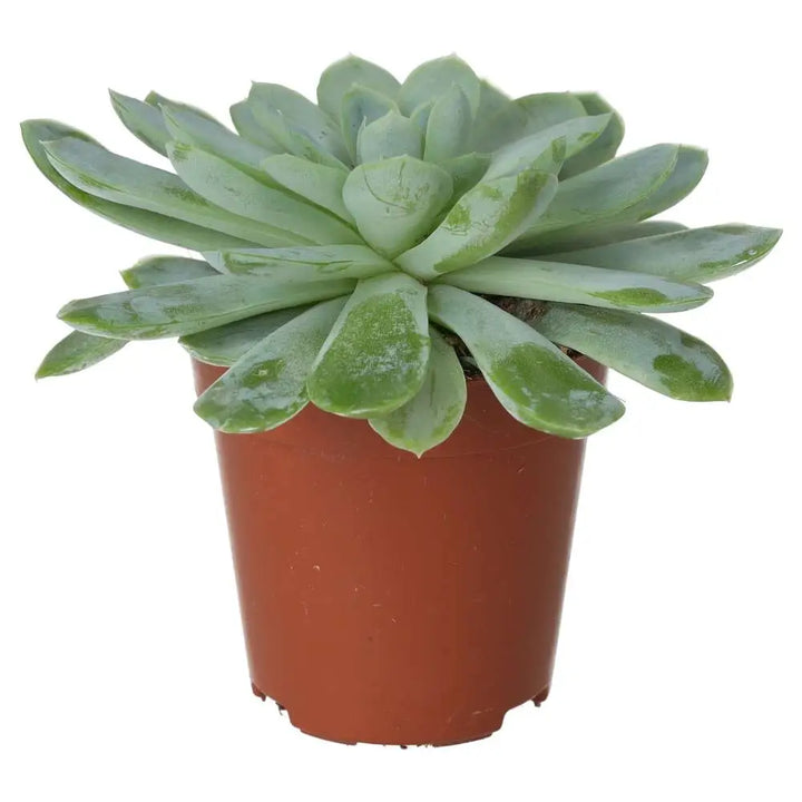 Molded Wax Agave (Echeveria agavoides) Small Live Plants