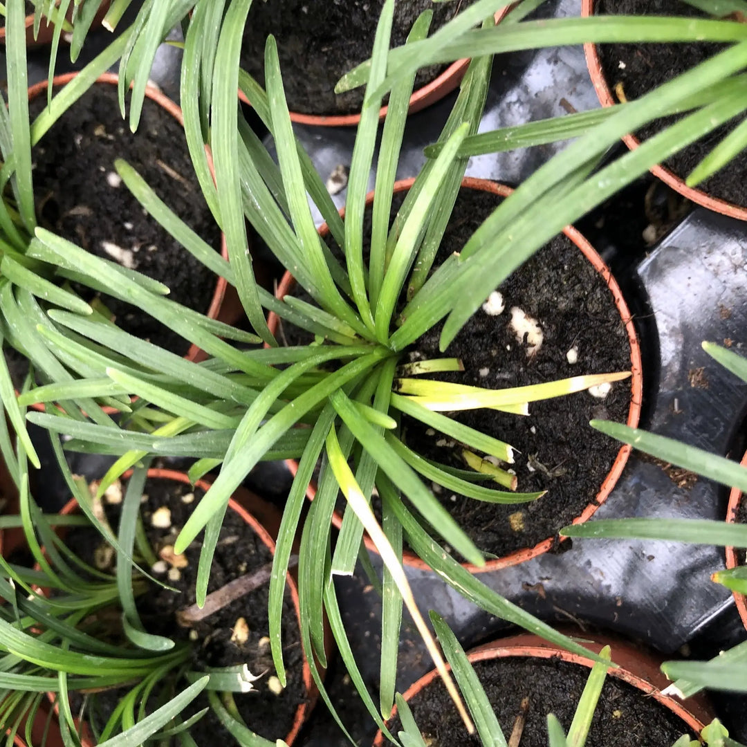 Buy Mondo Grass (Ophiopogon japonicus) online