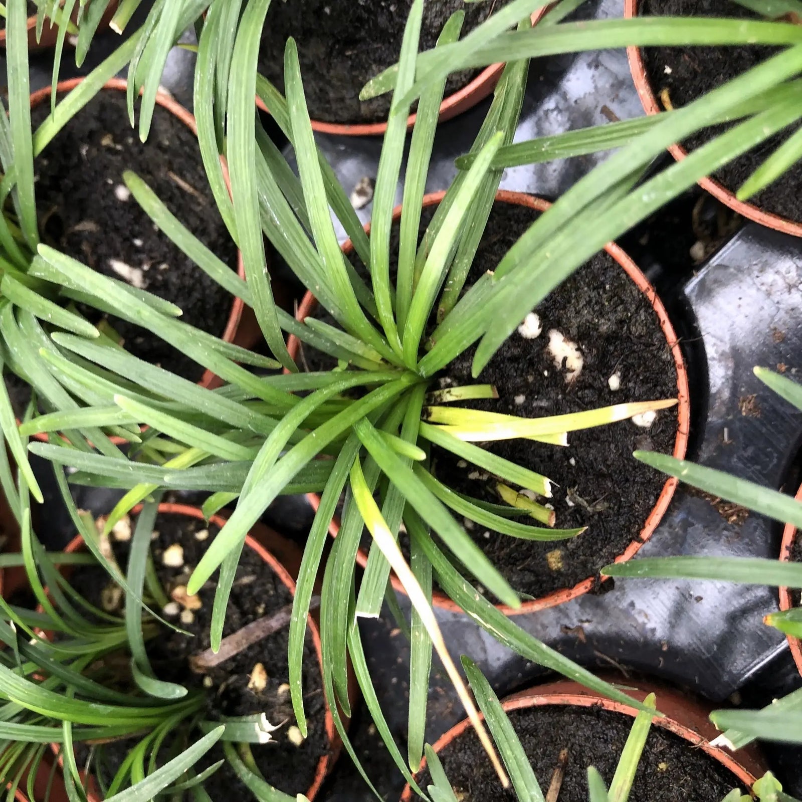 Buy Mondo Grass (Ophiopogon japonicus) online