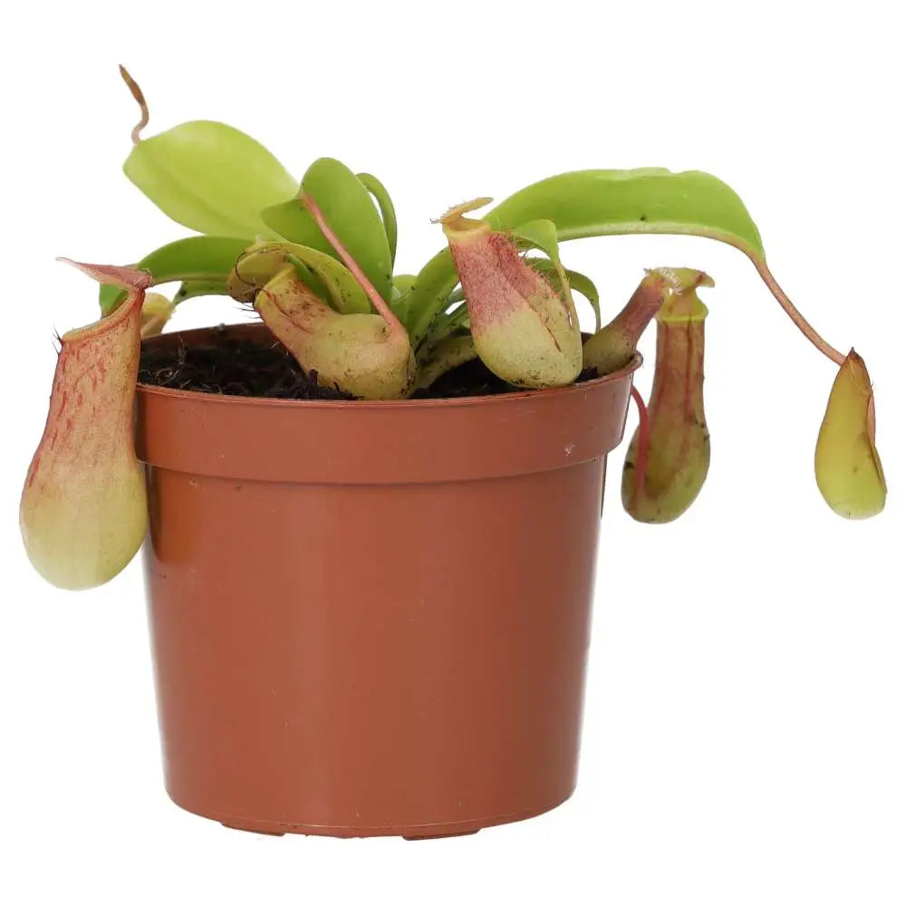 Buy Monkey Cups 'Gaya' (Nepenthes sp.) online