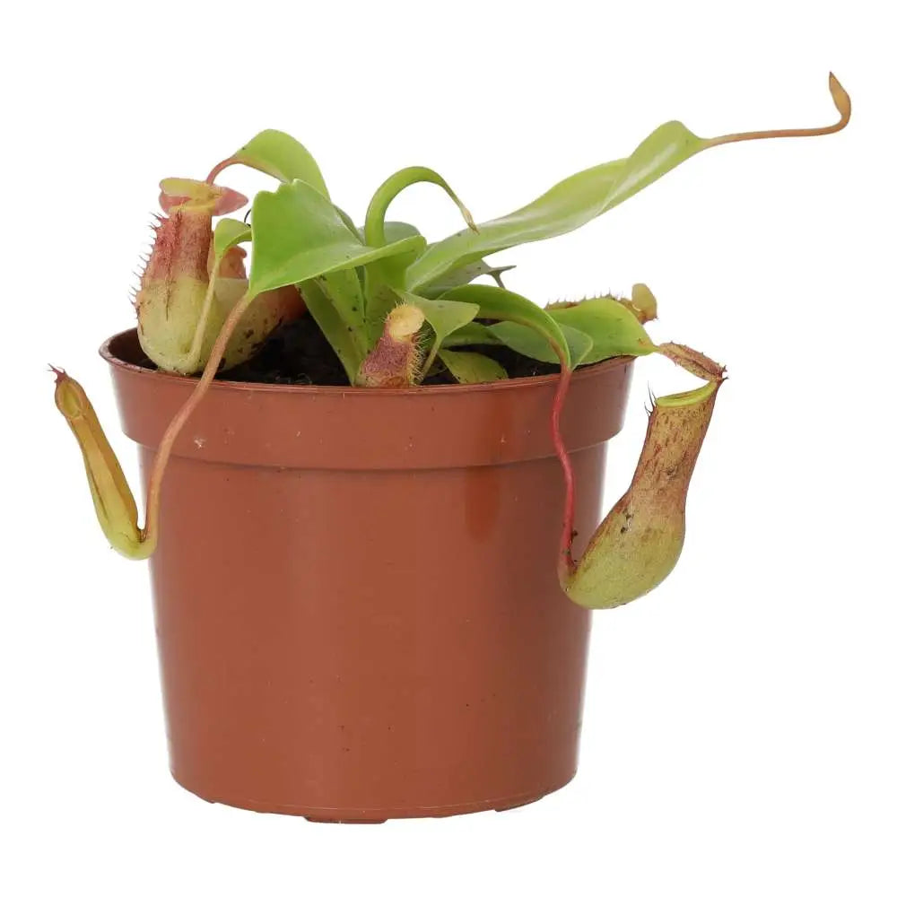 Buy Monkey Cups 'Gaya' (Nepenthes sp.) online